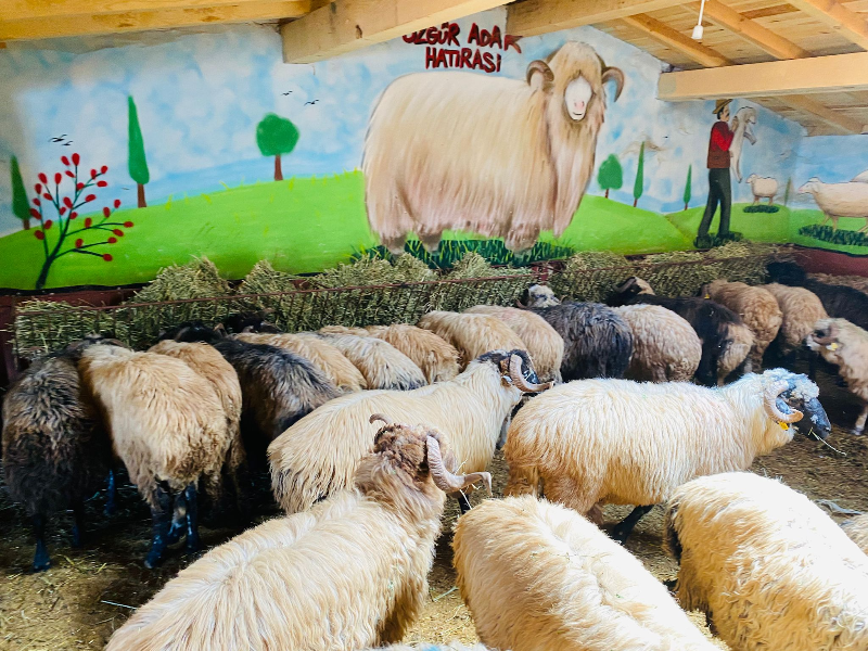 Adaklık kurbanlık ucuz adak satışı