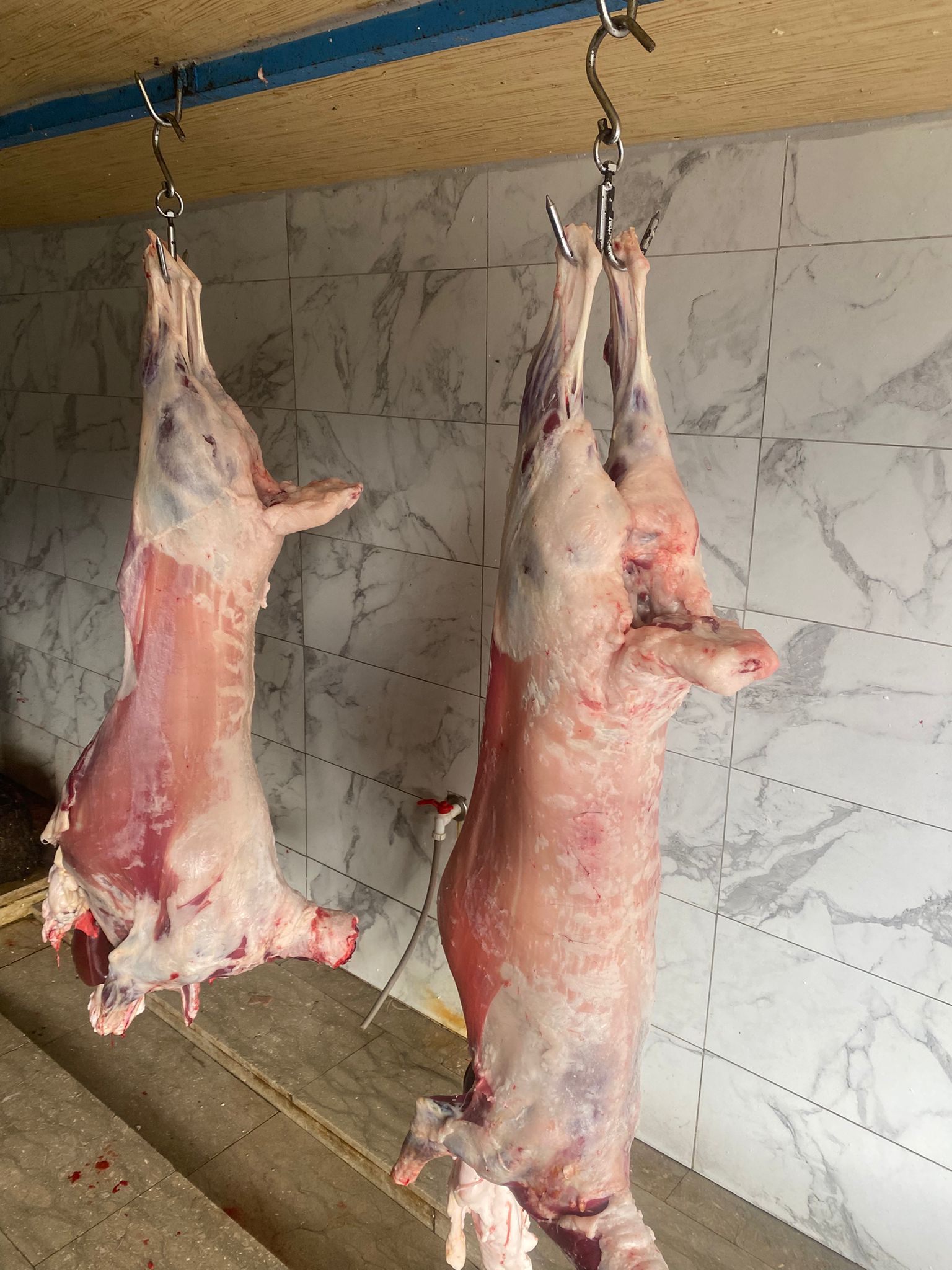 Adaklık kurbanlık ucuz adak satışı