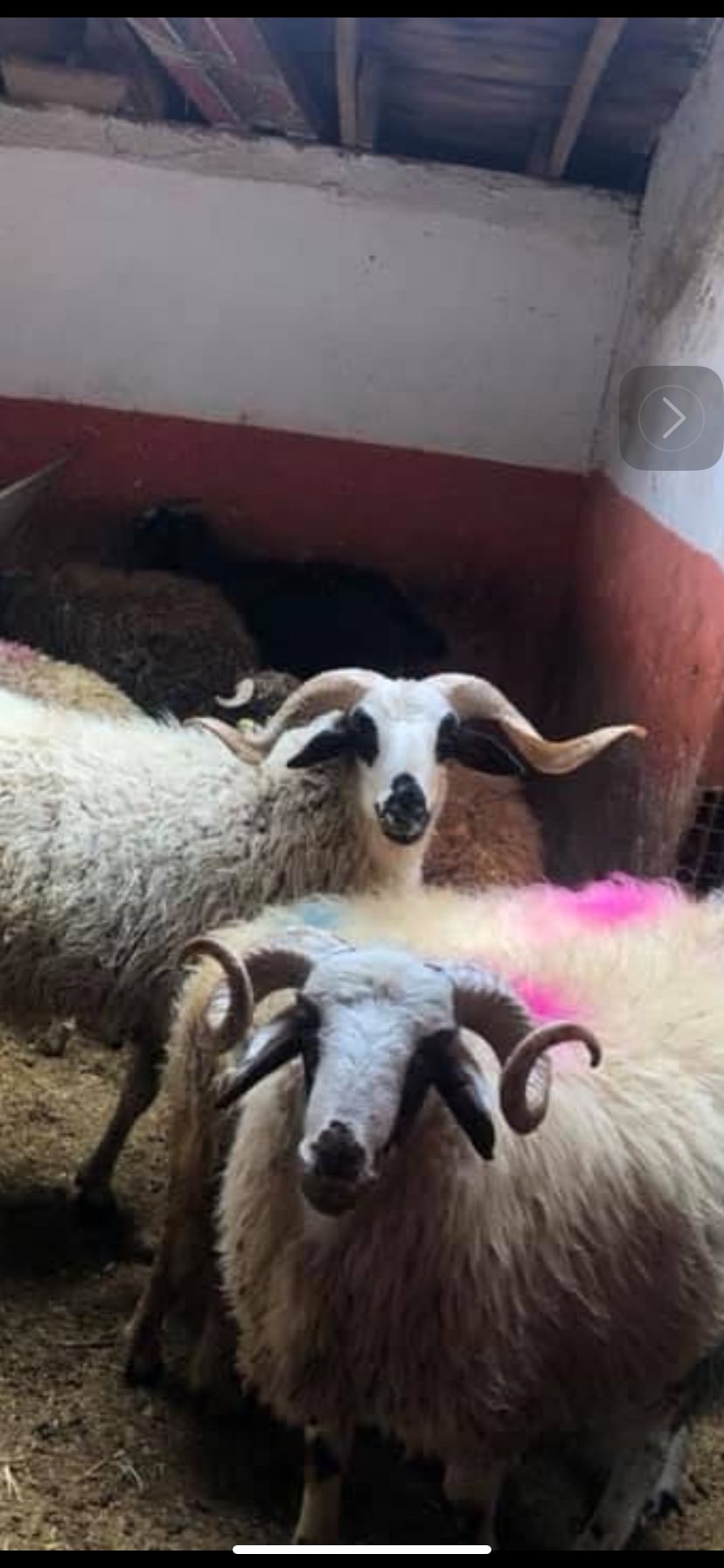 Adaklık kurbanlık ucuz adak satışı