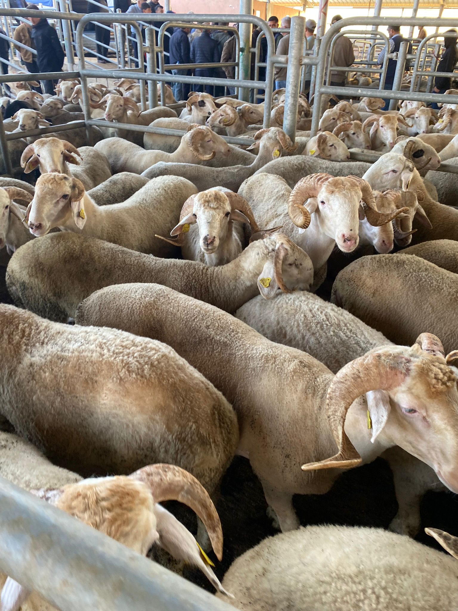 Yağmur Adak Kurban - ucuz adaklık koyun keçi kuzu