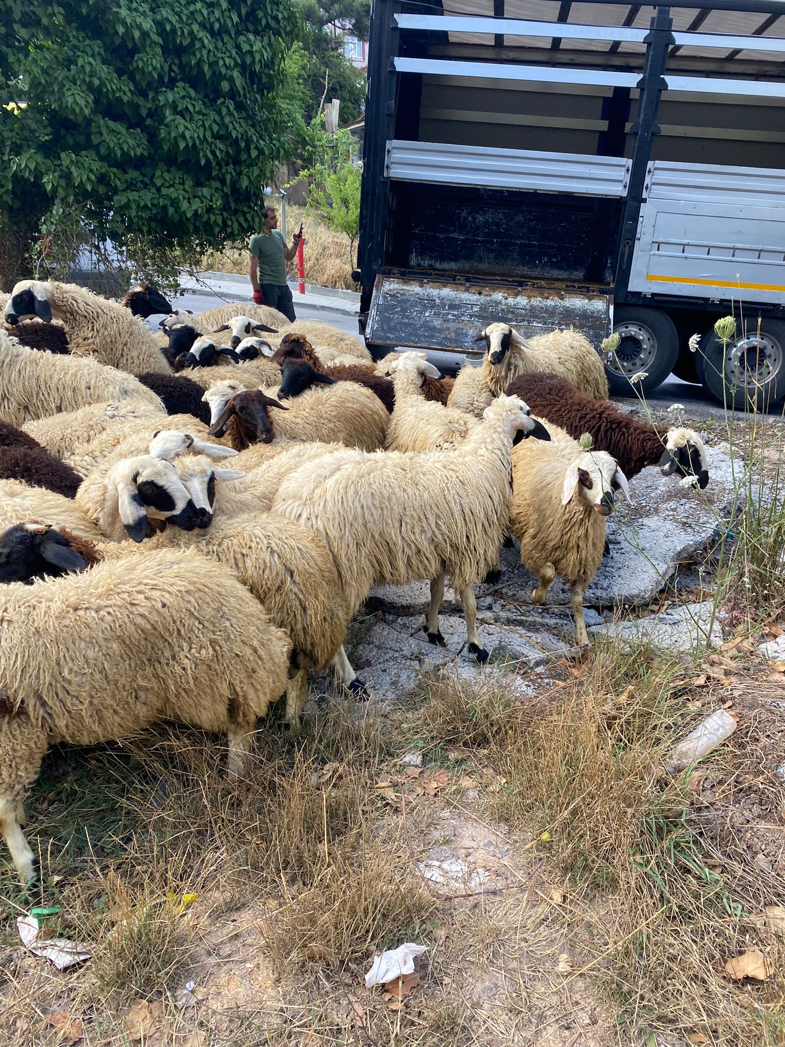 Adaklık kurbanlık ucuz adak satışı