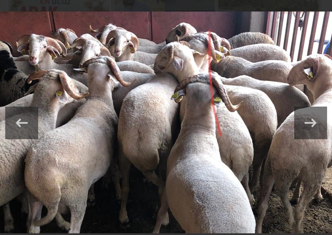 Adaklık kurbanlık ucuz adak satışı